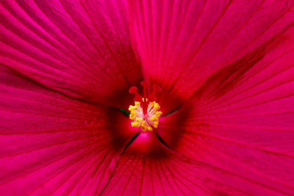 Details Pink Hibiscus Flower Macro Photography Delicate Texture High Contrast Royalty Free Stock Images