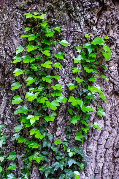 Junge Stämme Des Schlingelefeus Hedera Helix Europäischer Efeu Junge Blätter — Stockfoto