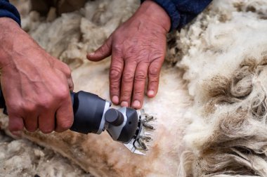 Farmer's hands cutting sheep's wool with an electric machine. Shearing the wool of sheep close-up.  clipart