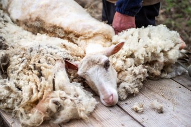 Sheep lying on wooden table, after shearing the wool. Close-up. muzzle of sheep.