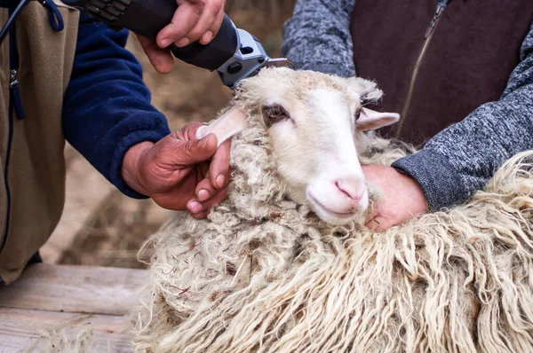 Farmer Cutting Sheep Head Electric Machine Shearing Sheep Wool Close Rechtenvrije Stockafbeeldingen