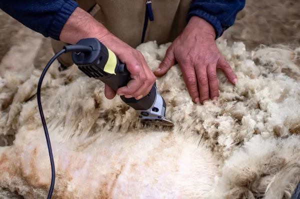 Sheep Hair Cutting Farmer Hands Cutting Sheep Wool Electric Machine Rechtenvrije Stockfoto's