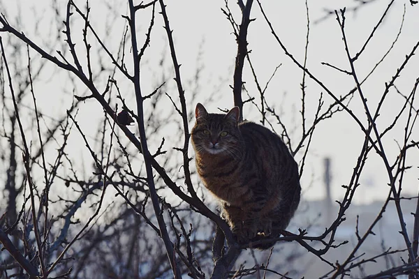 Tabby Katt Tunn Gren Toppen Ett Träd — Stockfoto