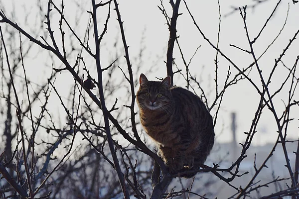 Gato Tabby Ramo Fino Topo Uma Árvore — Fotografia de Stock