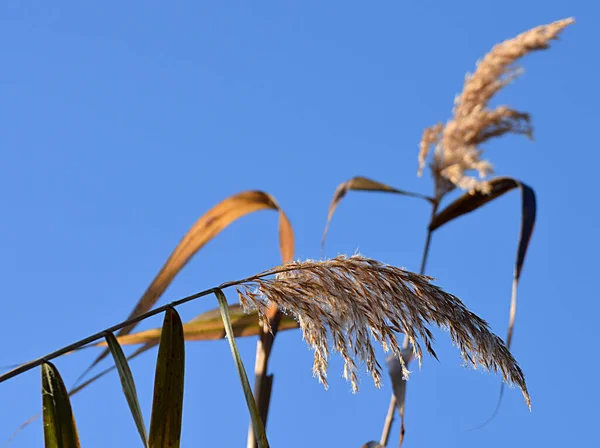 Dew Covered Reed Pan Blue Sky — Stock Photo, Image