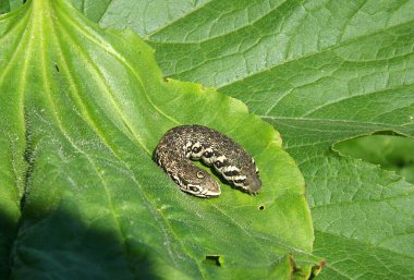 Tırtıl kelebeği küçük zakkum şahini (Proserpinus proserpina)