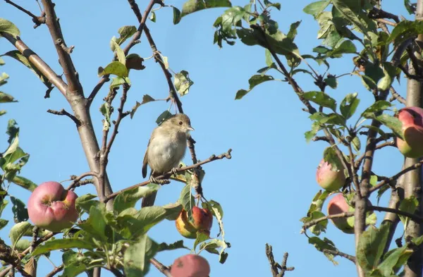 Weißkehlchen Sylvia Communis Apfelbaum — Stockfoto