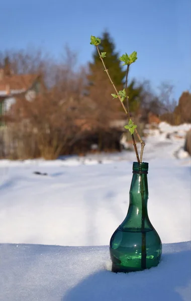 Ветка Цветущими Бутонами Бутылке Снегу Конец Зимы — стоковое фото
