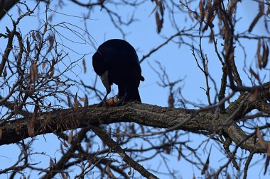 Daldaki siyah bir karga ceviz kırmaya çalışıyor..