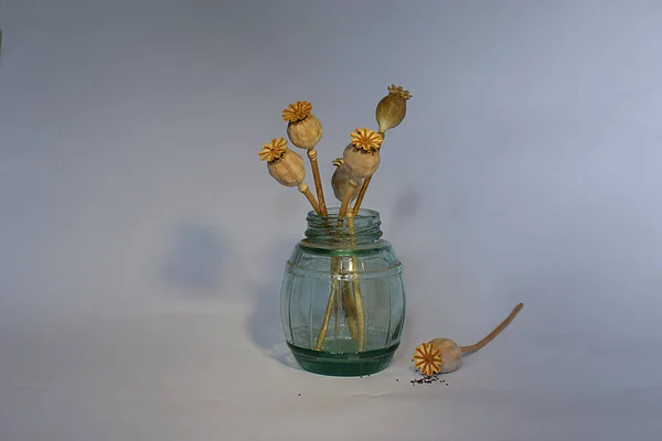 Dry Poppy Boxes Stylish Glass Jar Light Background — Stock Photo, Image
