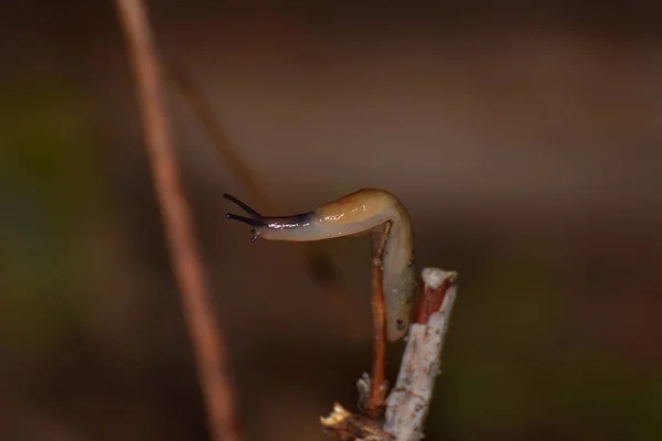 Brown Slug Close Dry Stalk — Stock Photo, Image