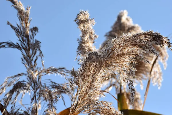 Dew Covered Reed Pan Blue Sky — Stock Photo, Image