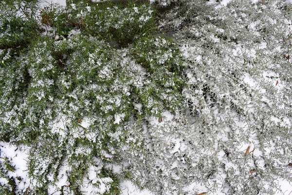 Santolina Verde Argênteo Polvilhado Com Neve Uma Planta Aromática Medicinal — Fotografia de Stock