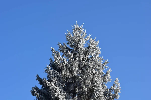 Topo Uma Árvore Abeto Alto Coberto Com Geada Contra Céu — Fotografia de Stock