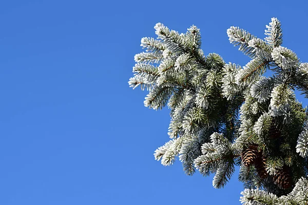 Ein Fichtenzweig Mit Zapfen Frostbedeckt Gegen Den Blauen Himmel — Stockfoto
