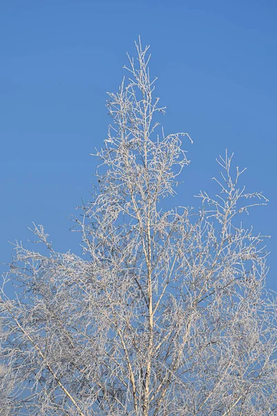 Couronne Bouleau Recouverte Givre Contre Ciel Bleu — Photo