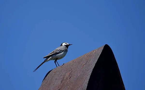 Motacilla Alba Motacilla Alba Contra Cielo Azul Oscuro —  Fotos de Stock