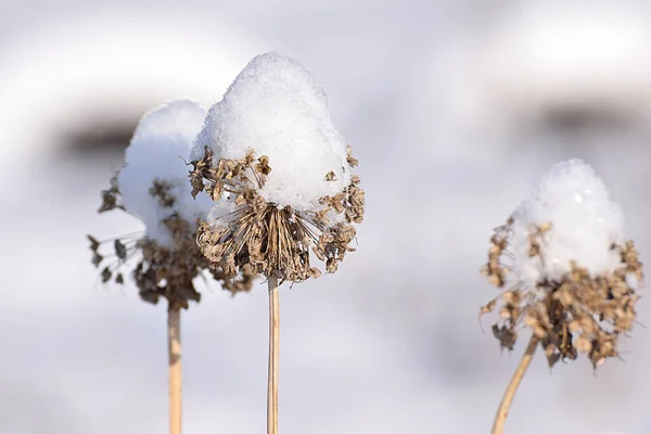 Onion Inflorescences Ripe Black Seeds Covered Snow — стоковое фото