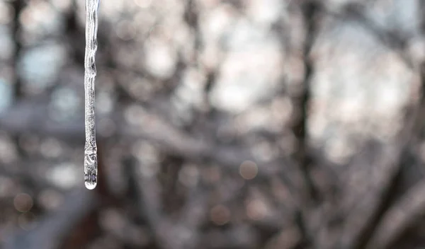 Icicle Avec Une Goutte Eau Qui Reflète Les Arbres Fond — Photo