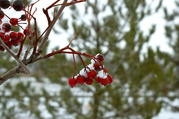 Snow Covered Bunch Mountain Ash Branch Background Green Pine — Foto de Stock