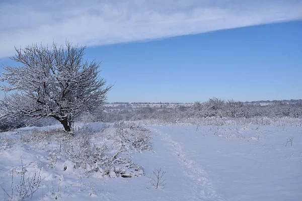 Paisaje Invernal Árboles Arbustos Cubiertos Nieve Largo Camino Rural Sendero —  Fotos de Stock