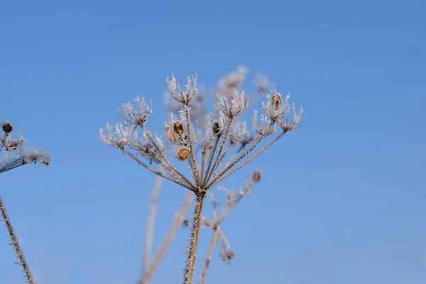 Umbrella Seeds Covered Frost Crystals Sunny Day — Stock Photo, Image