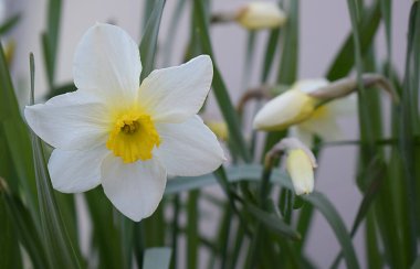 Bahçedeki beyaz nergis çiçeği..