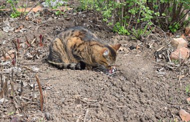 Ağzında kuş olan evcil bir kedi..