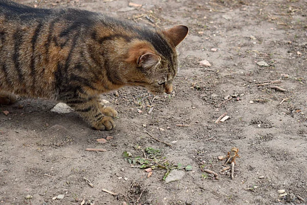 Die Katze Beobachtet Die Fliehende Maulwurfgrille — Stockfoto