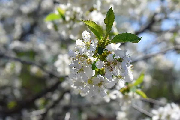 Fleurs Des Fleurs Cerisier Sur Jour Printemps Sur Fond Ciel — Photo