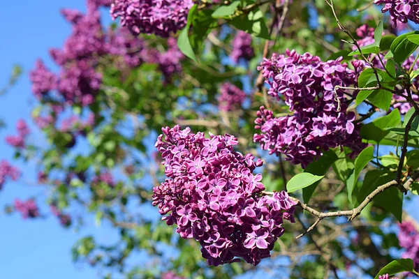 Flowers Lilac Flowers Close Blue Sky — Photo