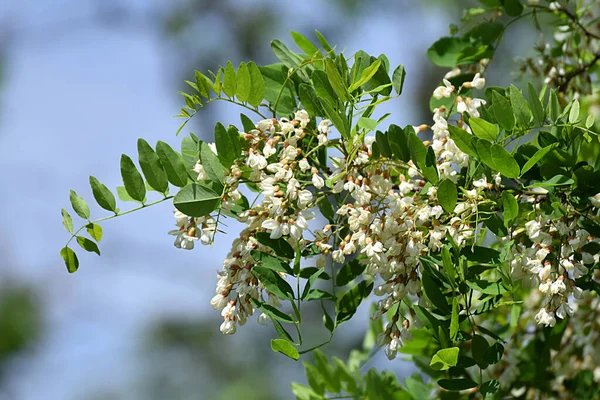 Une Branche Acacia Blanc Fleurs Contre Ciel Bleu — Photo