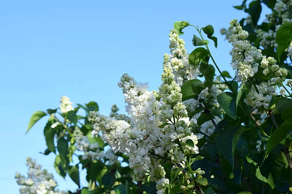 Blooming Bush White Lilac Blue Sky — Photo