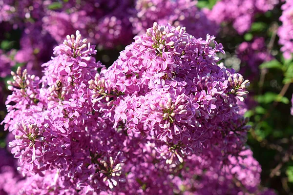 Lilac Flowers Close Garden Sunny Day — Photo