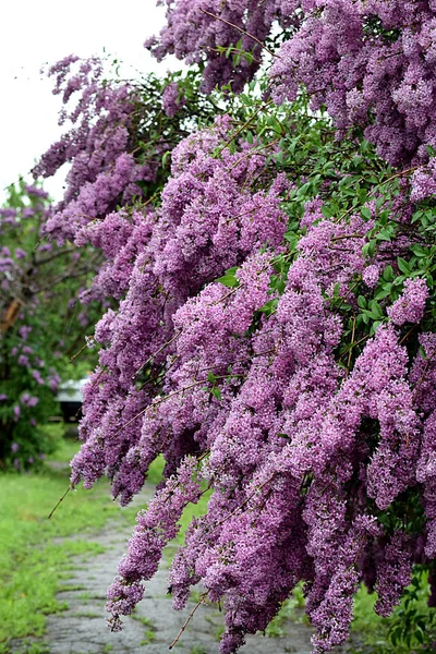 Flowers Lilac Flowers Close Blue Sky — Photo