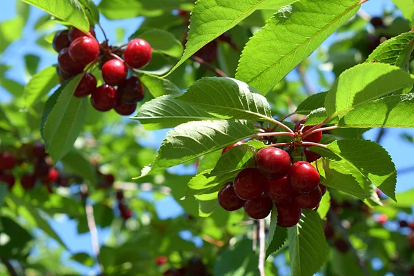 Fruto Maduro Cereza Primer Plano Del Árbol — Foto de Stock