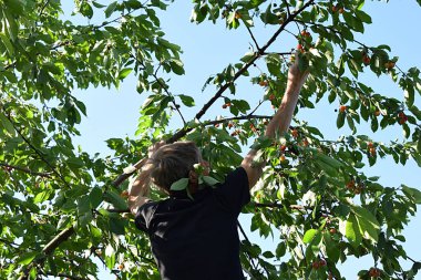 Yaşlı bir adam bahçesinde tatlı bir kiraz toplar..