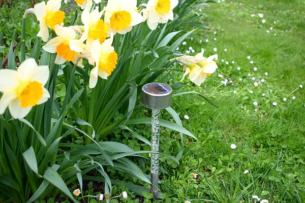 Une Lampe Solaire Illumine Les Fleurs Dans Jardin Nuit — Photo