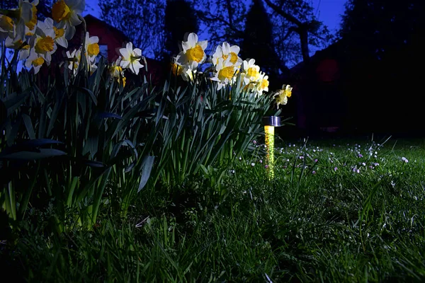 A solar-powered lamp illuminates flowers in the garden at night.