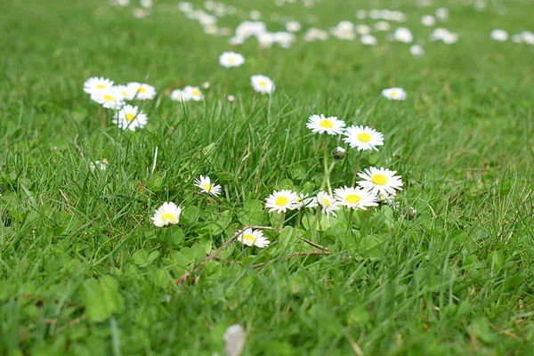 Baharda çimlerde açan papatyalar. Yakın plan..