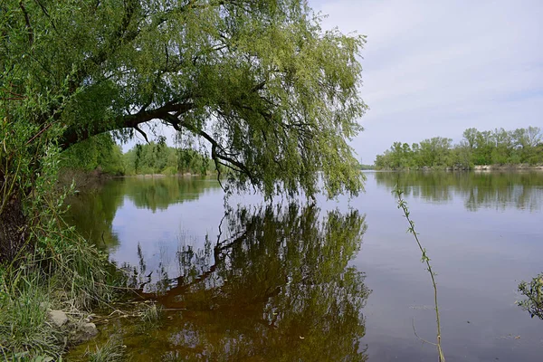 Willow Leaning River Its Reflection Calm Water — Stock Photo, Image