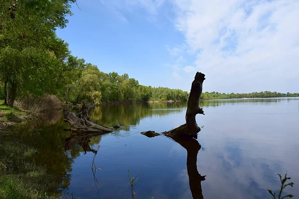 Landscape Tree Has Fallen River Which Looks Prehistoric Snake — стоковое фото