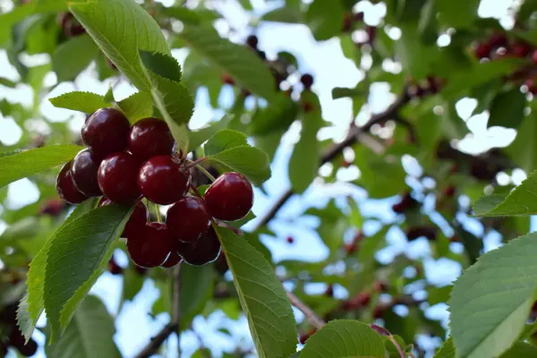 Zralé Ovoce Třešně Není Strom Detailní — Stock fotografie