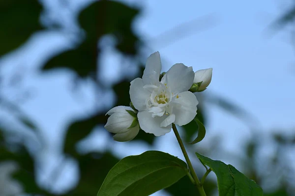 Beyaz Yasemin Çiçeği Gökyüzüne Karşı Eridi — Stok fotoğraf