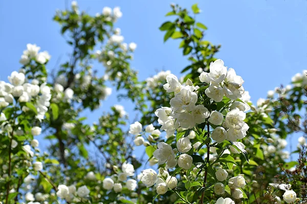 Gałęzie Kwitnącego Jaśminu Ogrodzie Bliska — Zdjęcie stockowe