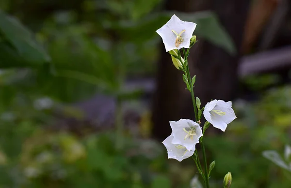 Fleur Cloche Blanche Matin Rosée Dans Jardin Close — Photo