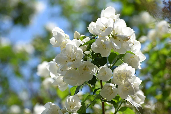 近くの庭にジャスミンの花を咲かせる枝 — ストック写真