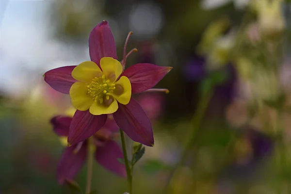 Aquilegia flower of purple and yellow flowers close-up.