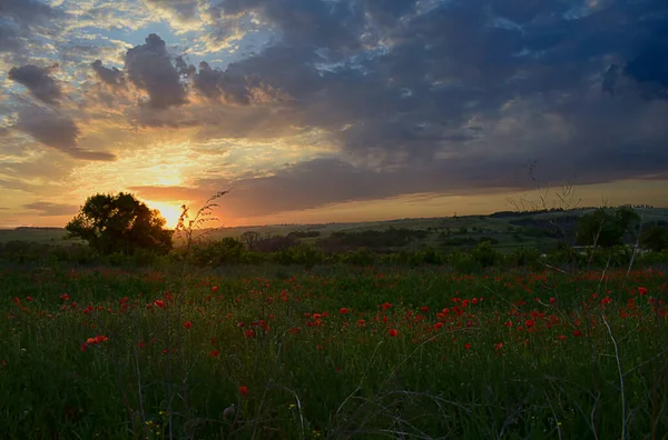 Feld Mit Blühenden Roten Mohnblumen Bei Sonnenuntergang — Stockfoto