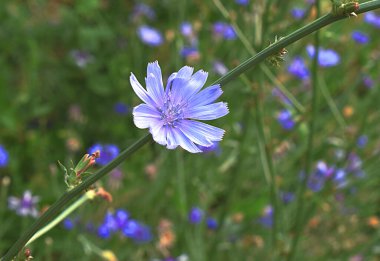 Bir çayırdaki hindiba çiçeğinin (Cichorium intybus) yakın plan görüntüsü.